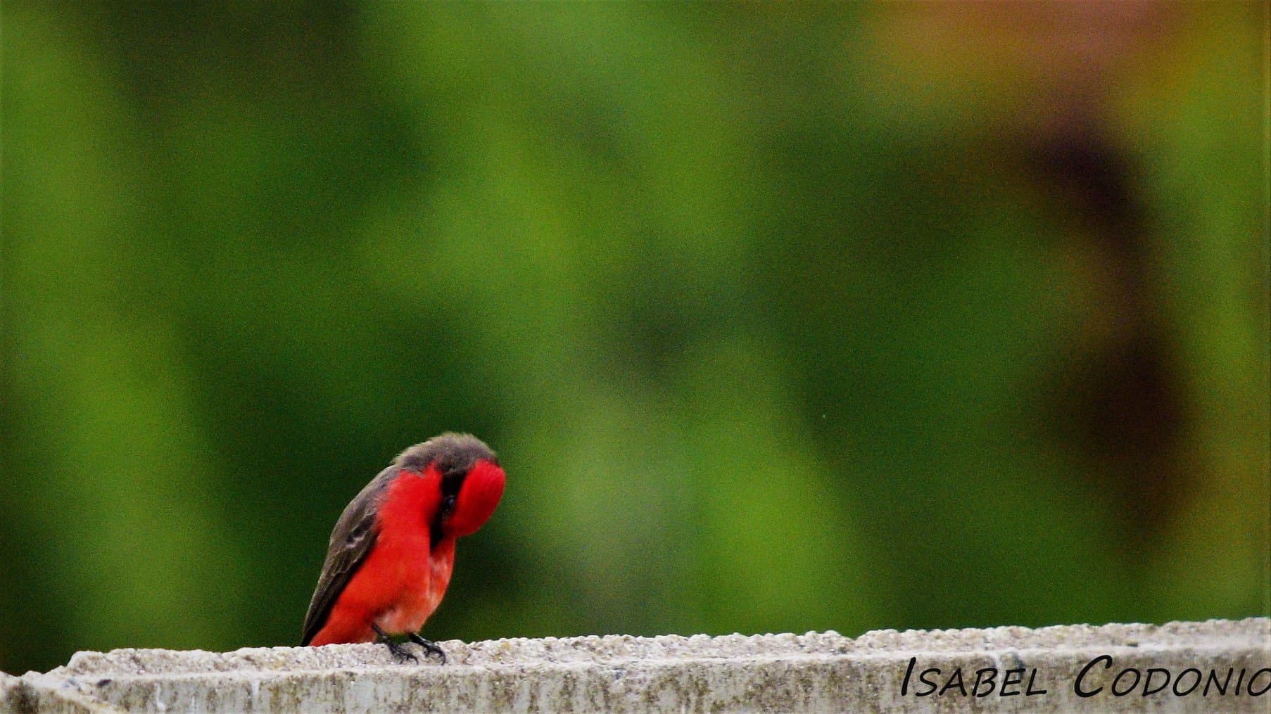 Ave de Plumaje Rojo en la Reserva Natural de Reta