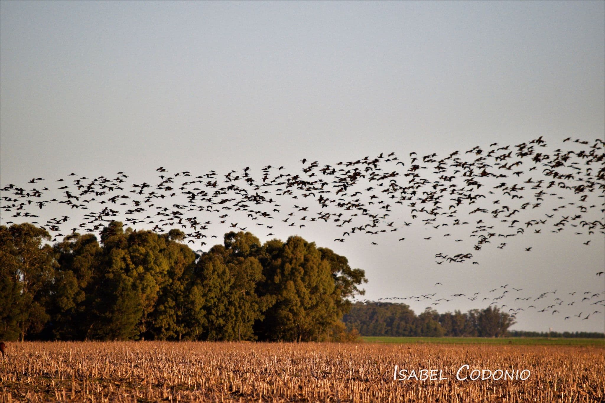 Bandada de Aves en Vuelo sobre Balneario Reta