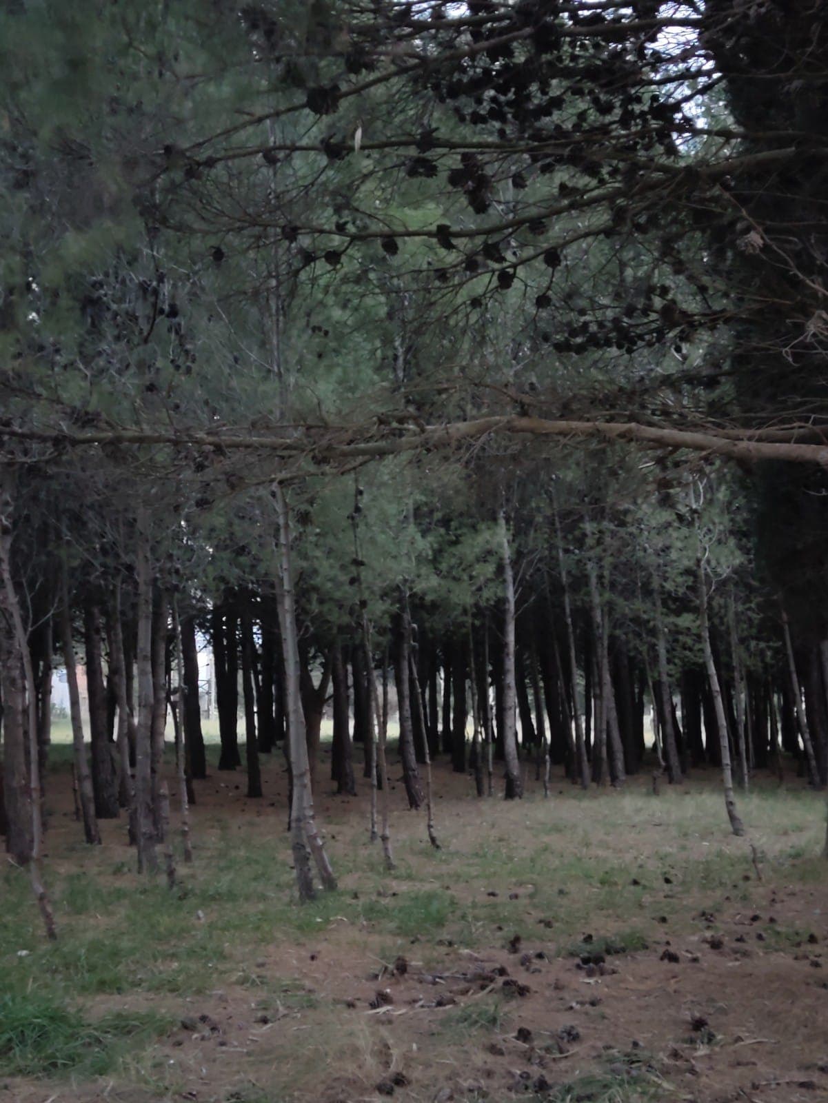 Pinares de Balneario Reta para caminatas arboladas