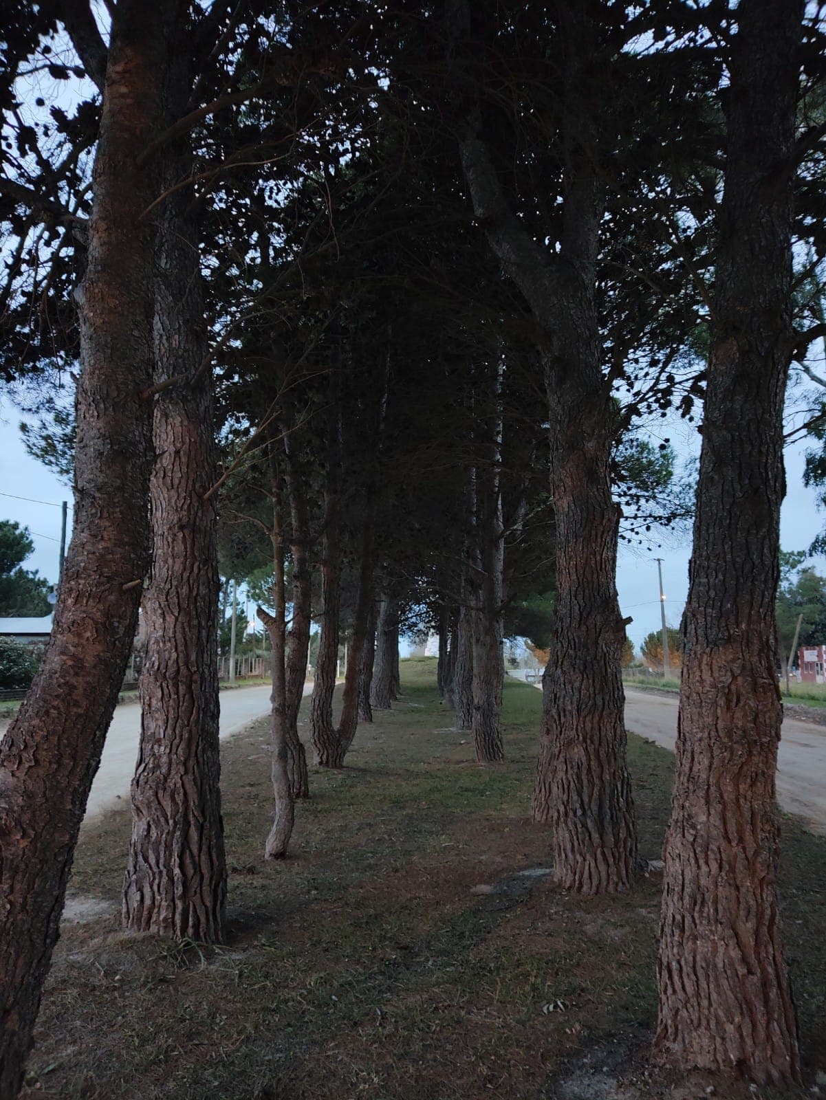 Bosque de Pinos con Sendero en Balneario Reta