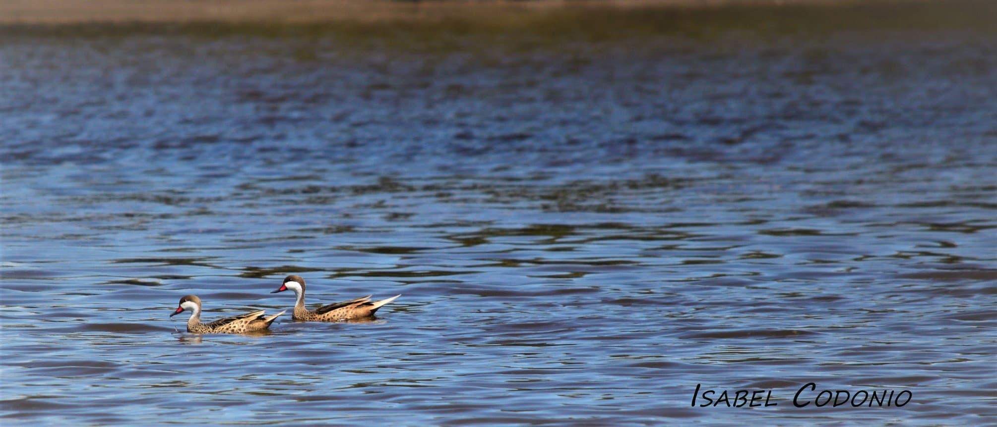 Fauna Local en la Albufera de Reta