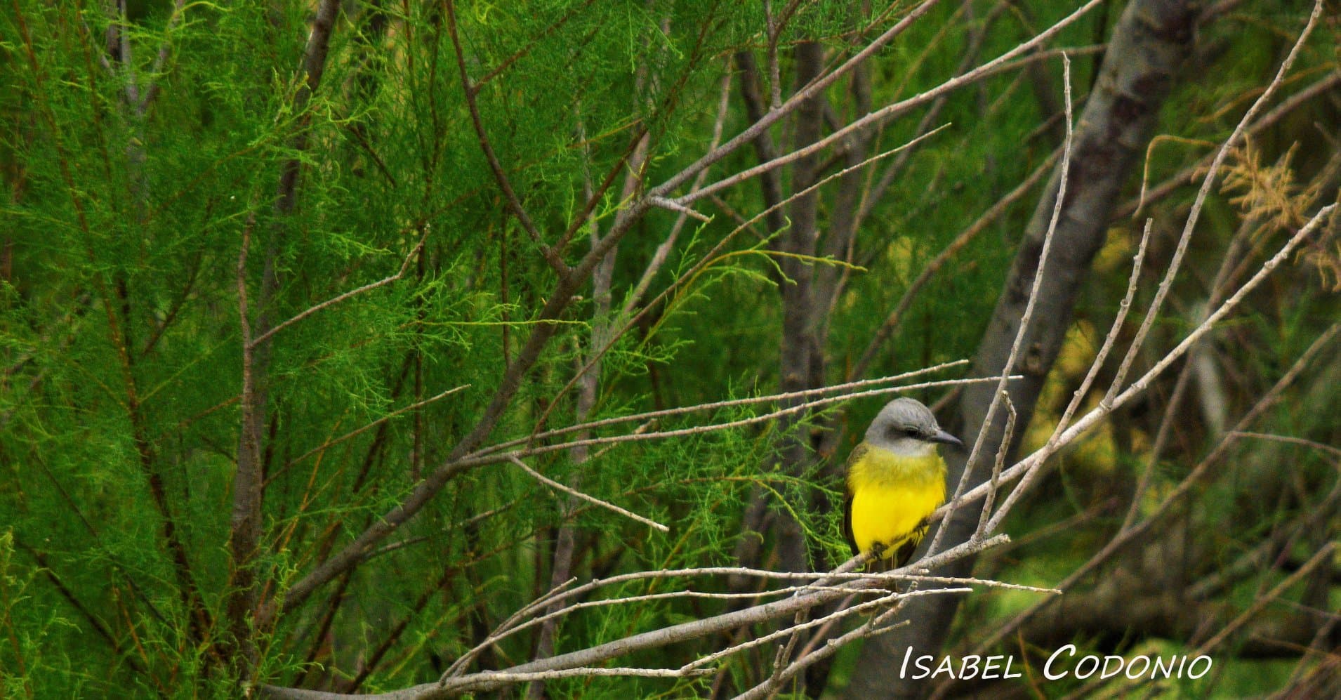 Pájaro en los Pastizales de la Albufera de Reta