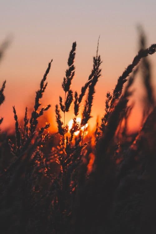 Pastizales Costeros al Atardecer en Balneario Reta