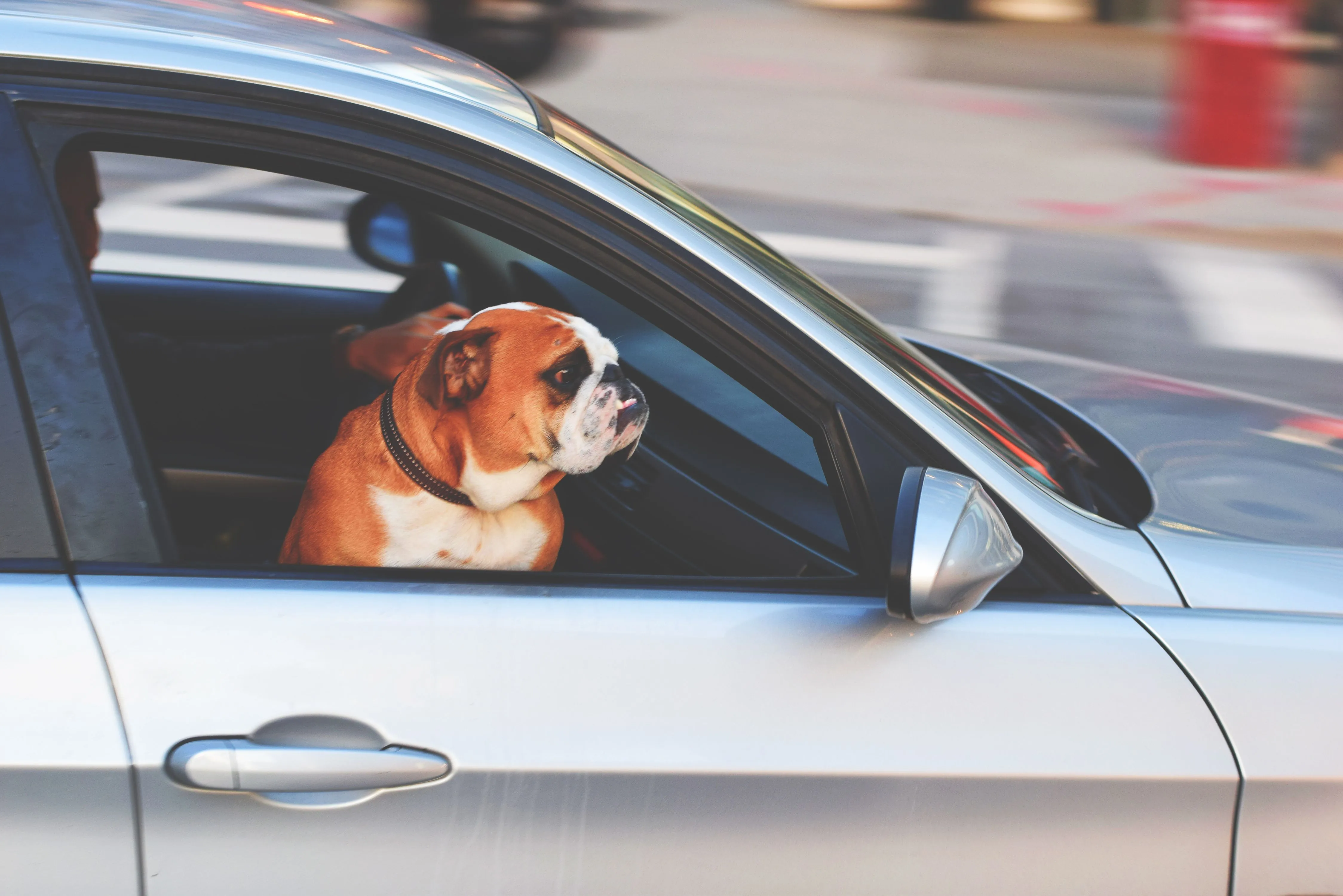 Viajar con Mascotas a Reta: Reglas, Consejos y Alojamientos Pet-Friendly