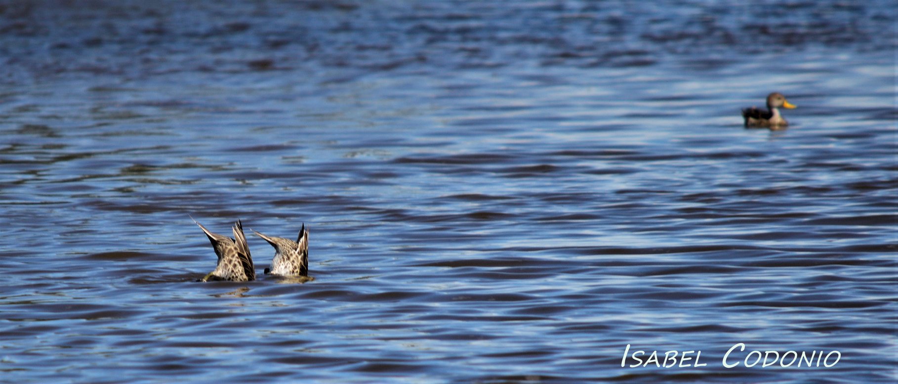 Fauna de la Albufera de Reta
