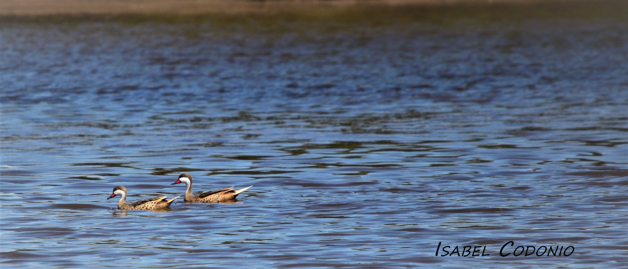 Fauna Local en la Albufera de Reta