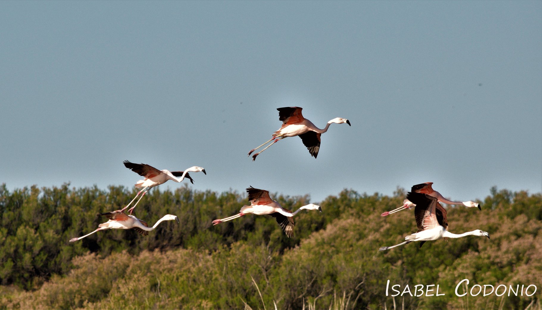 Flamencos en Vuelo sobre la albufera de Reta