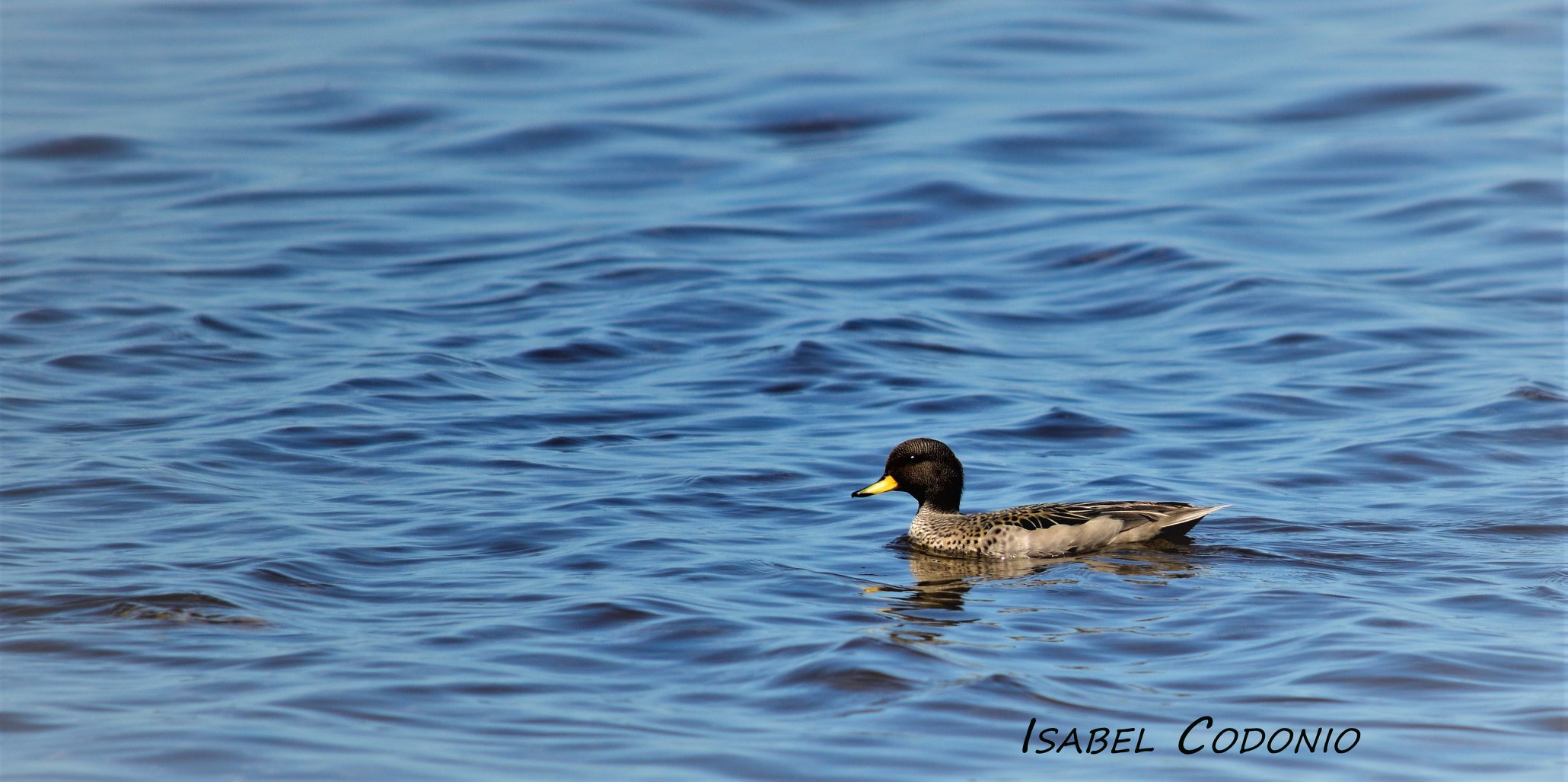 Pato Silvestre en la Albufera de Reta